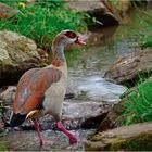 Durstige Nilgans