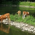 Durstige Rinder in Hattingen