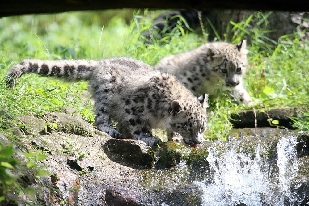 Durstige Schneeleopard-Jungtiere