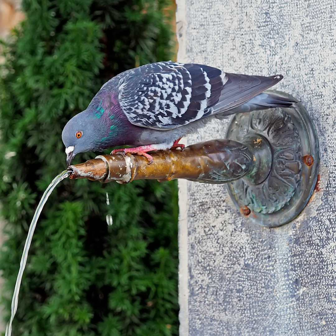 Durstige Strassentaube (Columba livia) am Brunnen.