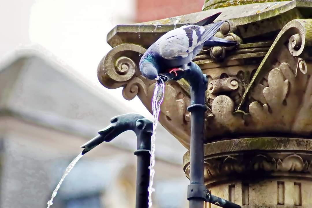 Durstige Taube an einem Brunnen