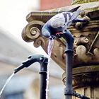 Durstige Taube an einem Brunnen