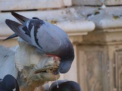 Durstige Taube auf dem Campanile in Siena