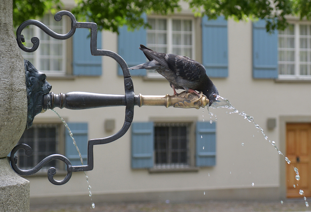 Durstige Taube in Zürich