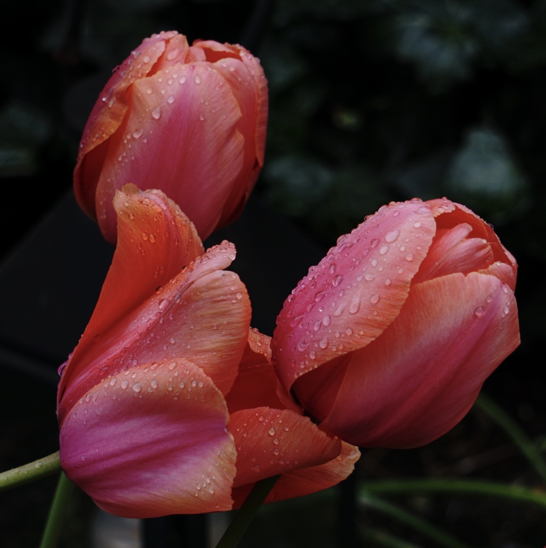 „Durstige“ Tulpen 