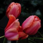 „Durstige“ Tulpen 