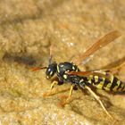 Durstige Wespe am Gartenteîch