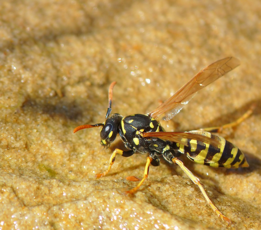 Durstige Wespe am Gartenteîch