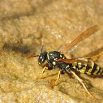 Durstige Wespe am Gartenteîch