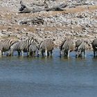 Durstige Zebras