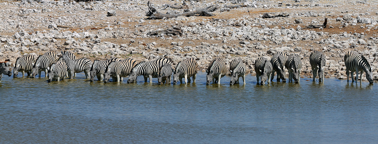 Durstige Zebras