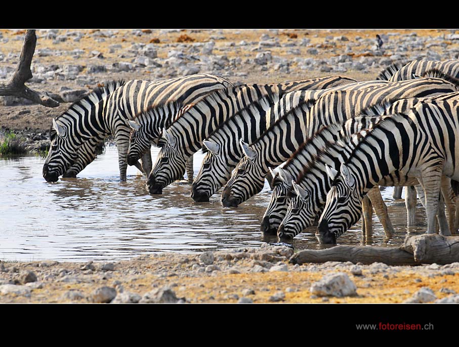 Durstige Zebras