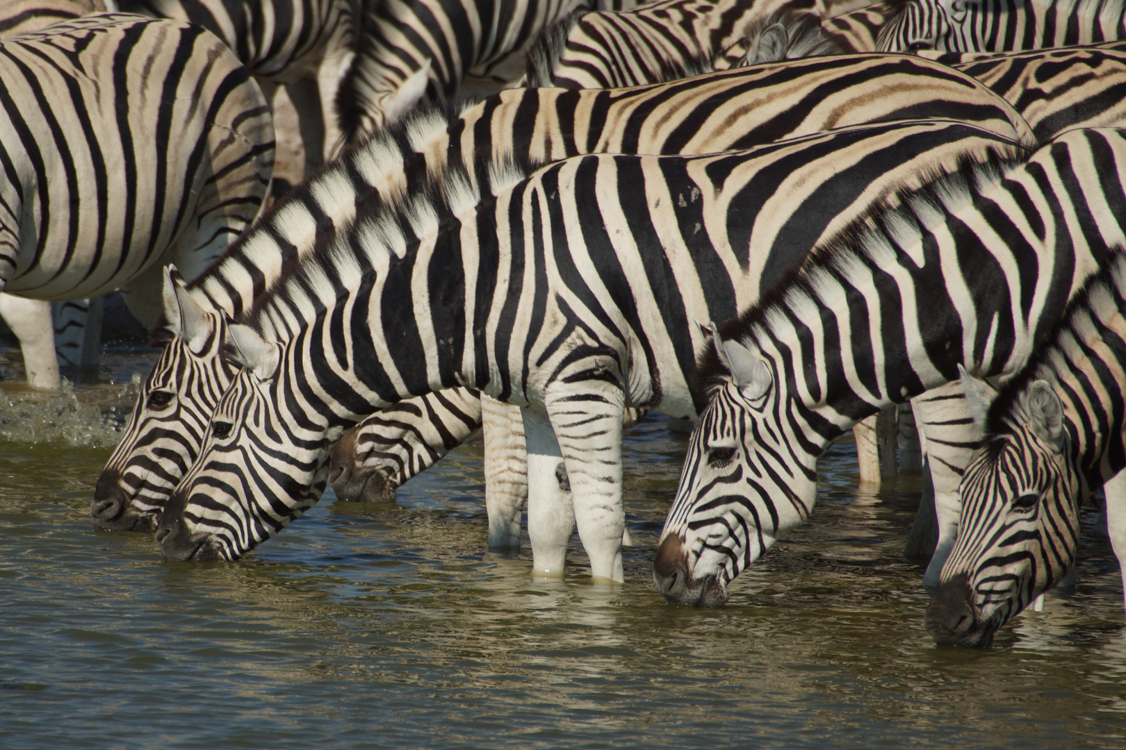 Durstige Zebras