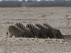 Durstige Zebras