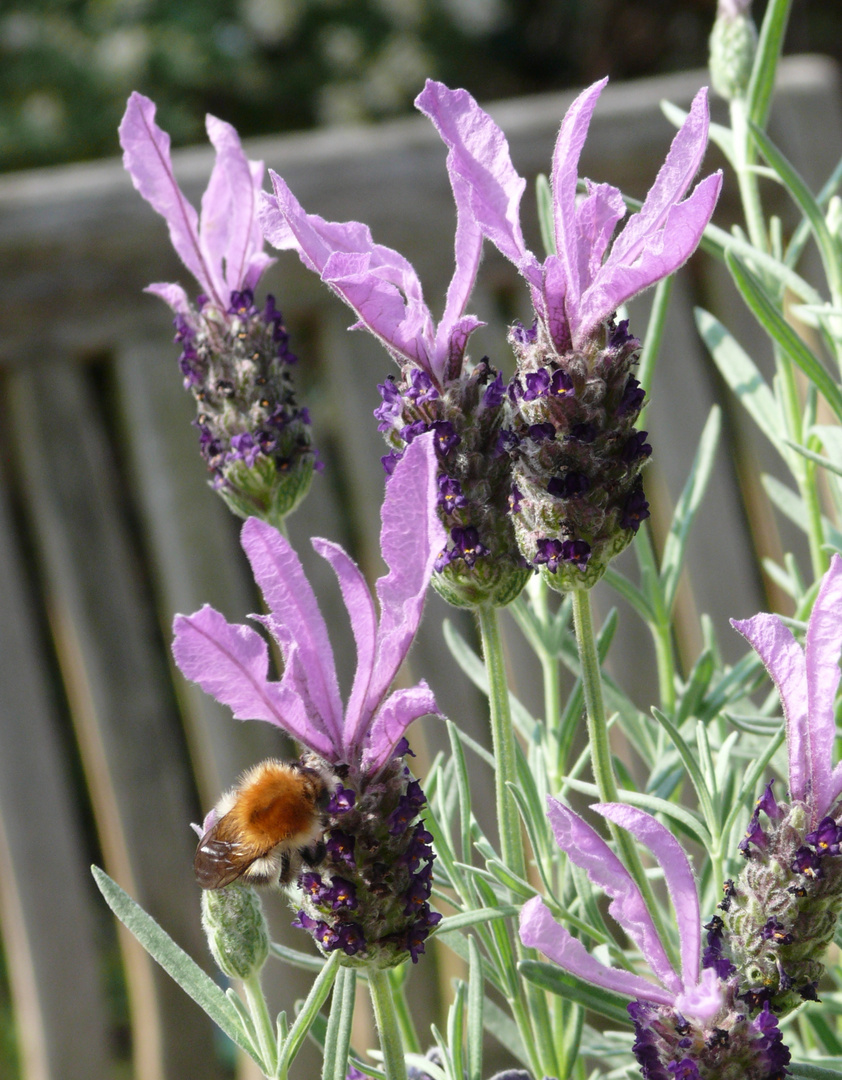 Durstiger Besuch auf dem Lavendel