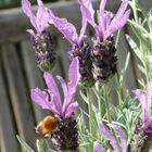 Durstiger Besuch auf dem Lavendel