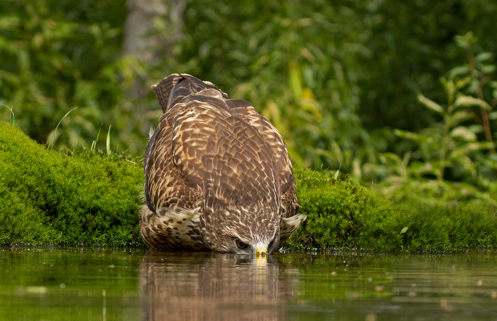 Durstiger Bussard