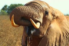 Durstiger Elefant