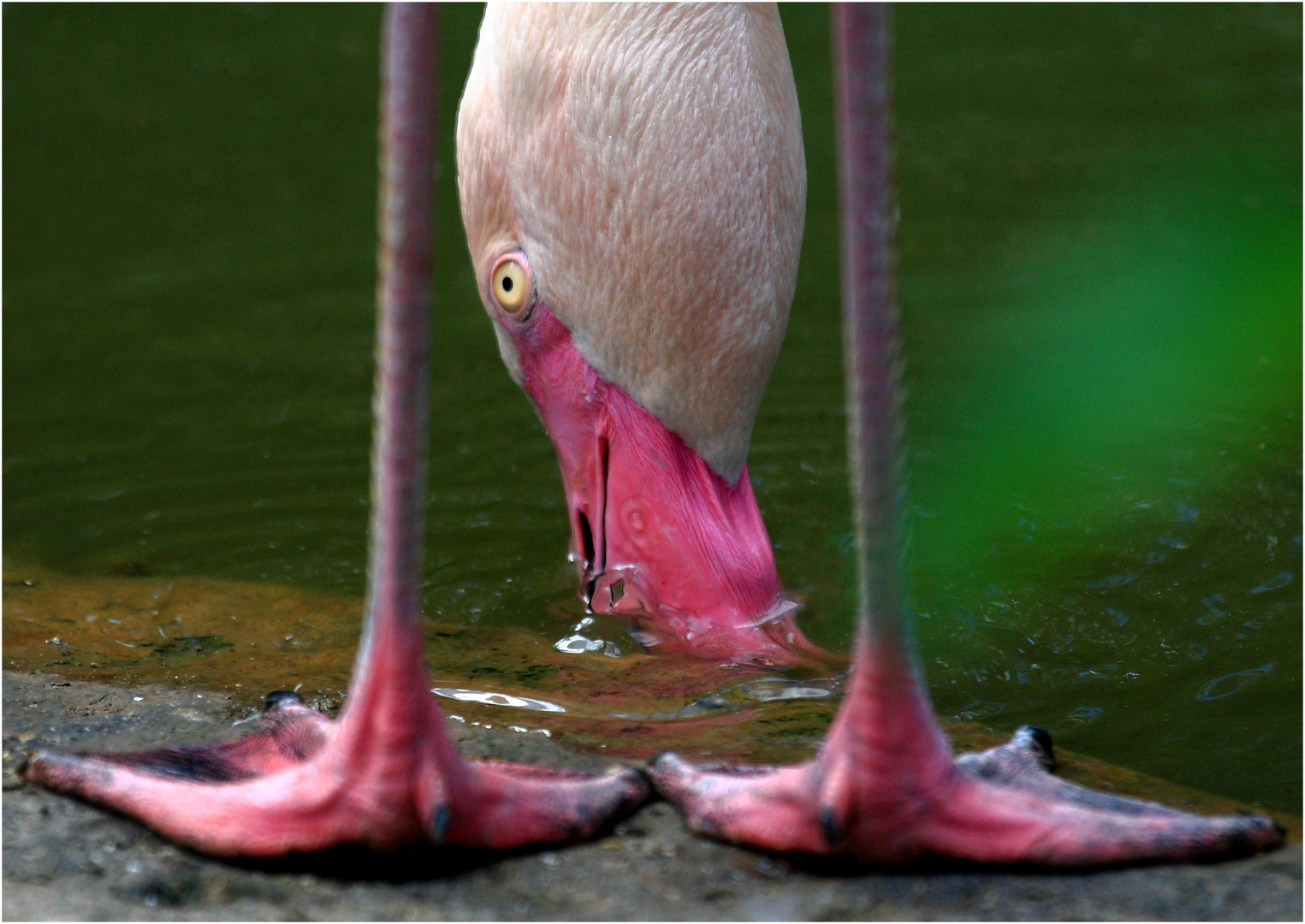 durstiger Flamingo