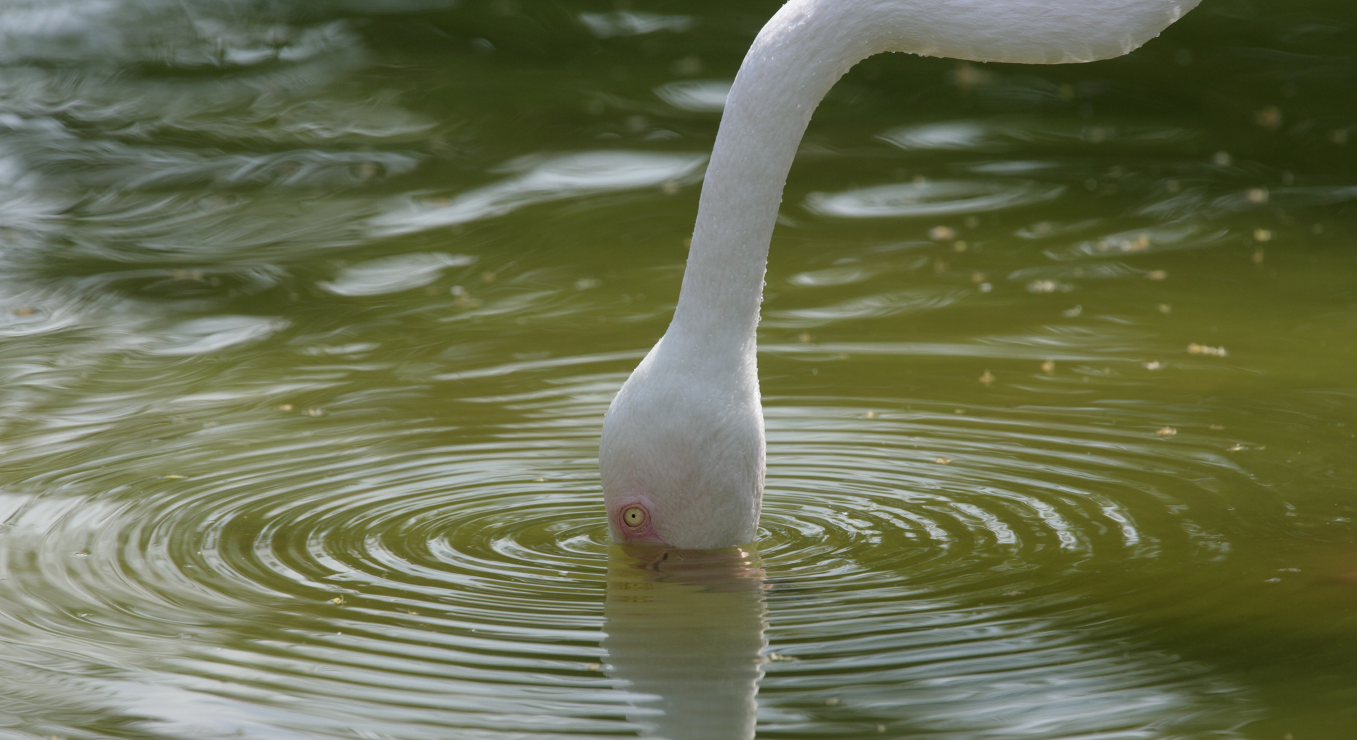 Durstiger Flamingo