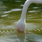 Durstiger Flamingo