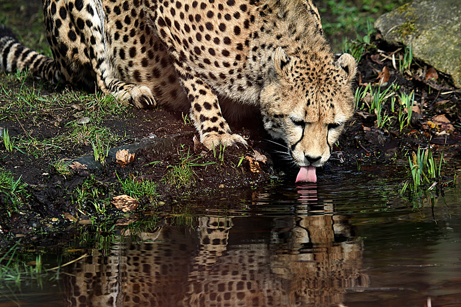 Durstiger Gepard