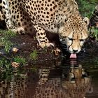 Durstiger Gepard