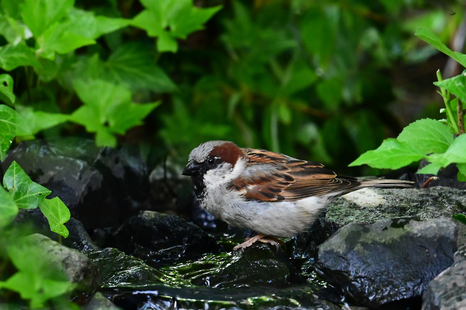 durstiger Haussperling