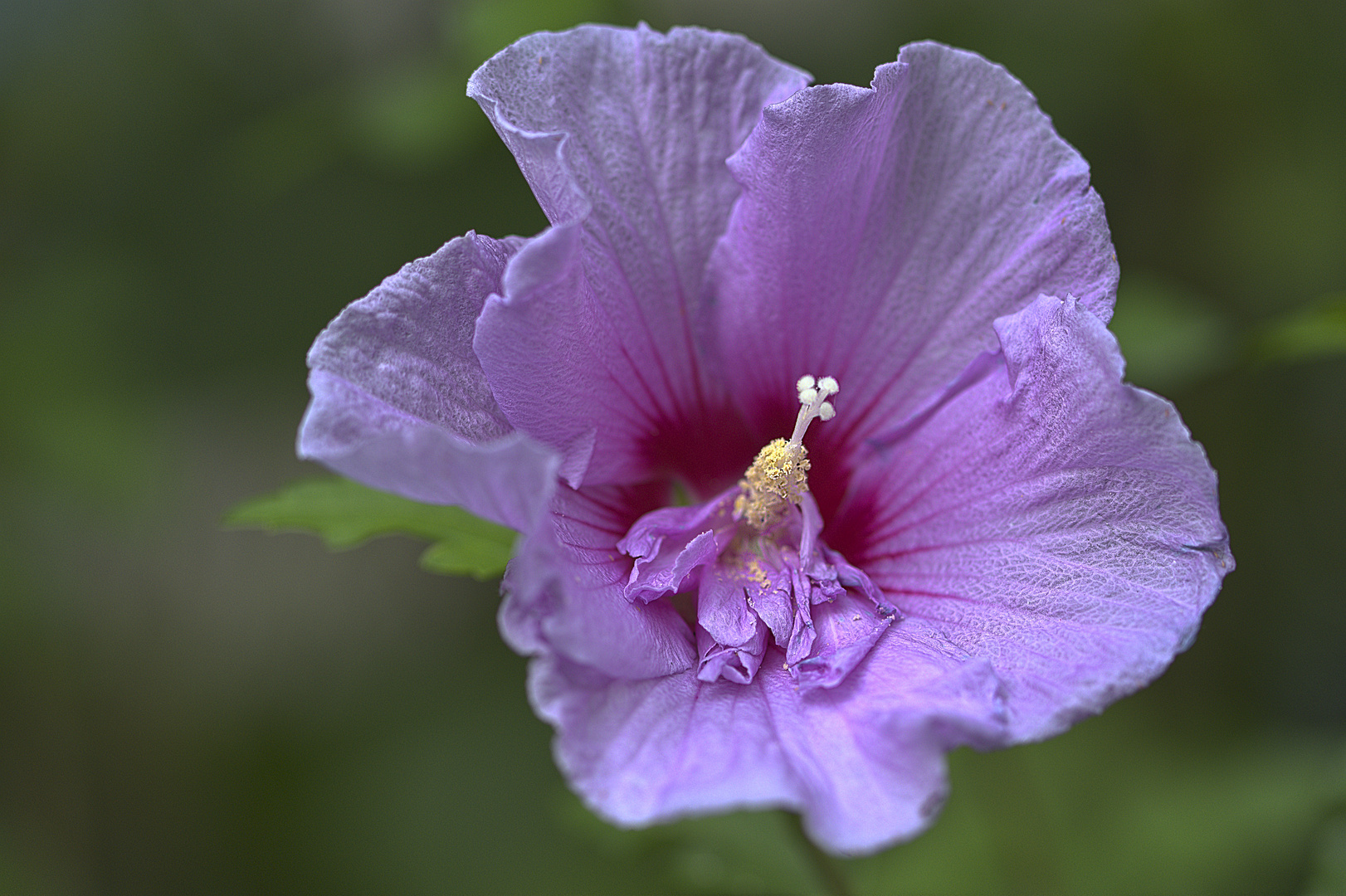 Durstiger Hibiskus.....