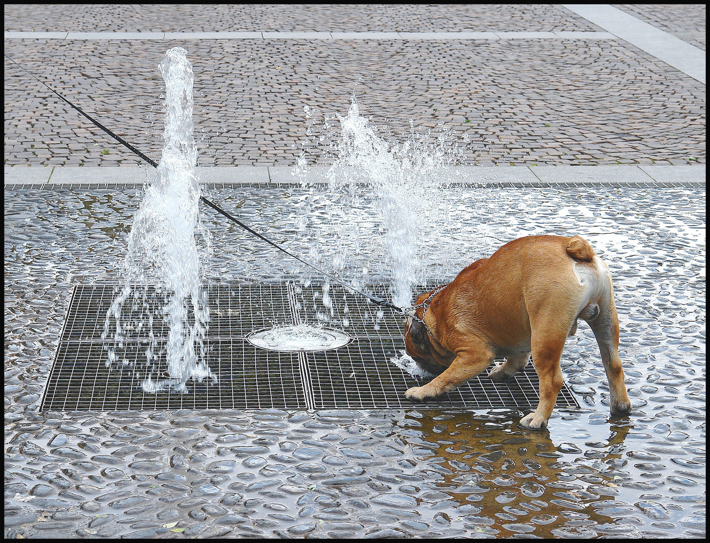 Durstiger Hund