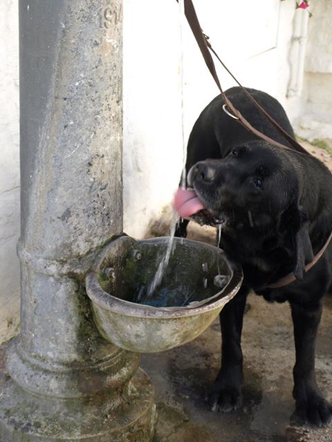 Durstiger Hund