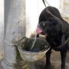 Durstiger Hund