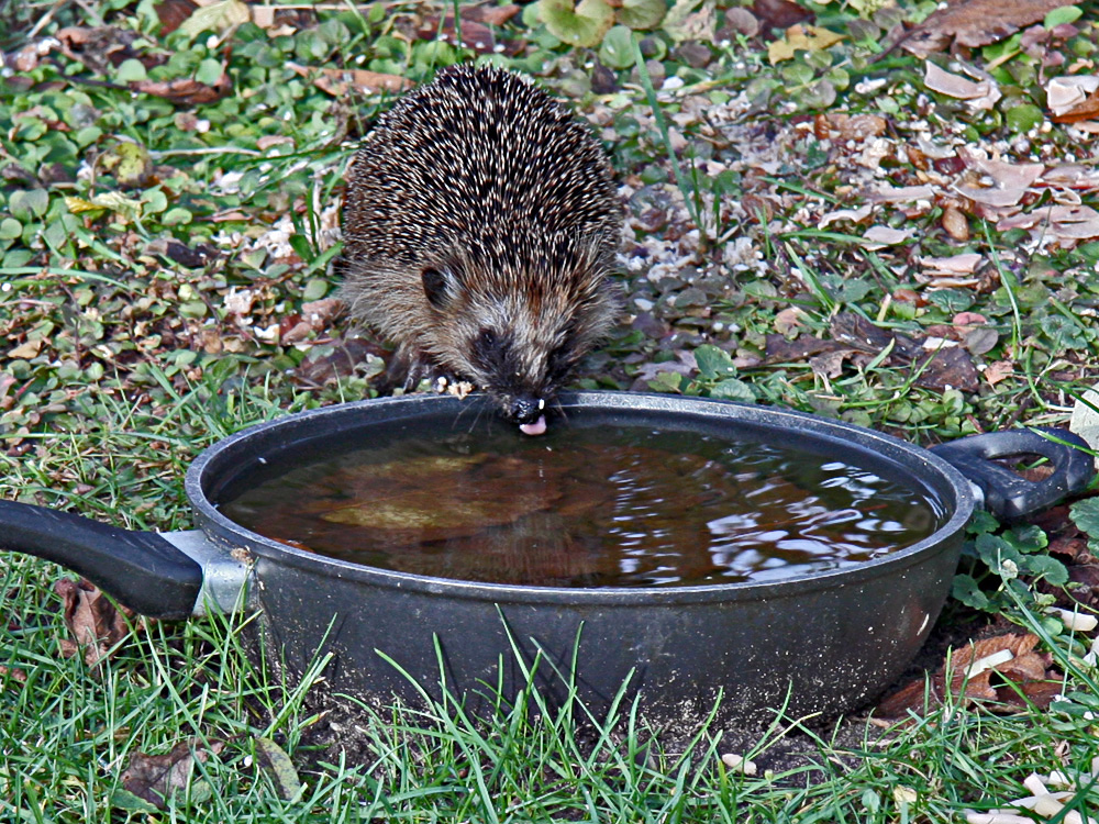 Durstiger Igel