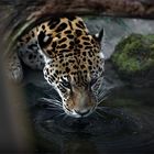 durstiger Jaguar