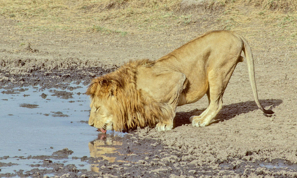 durstiger Löwe