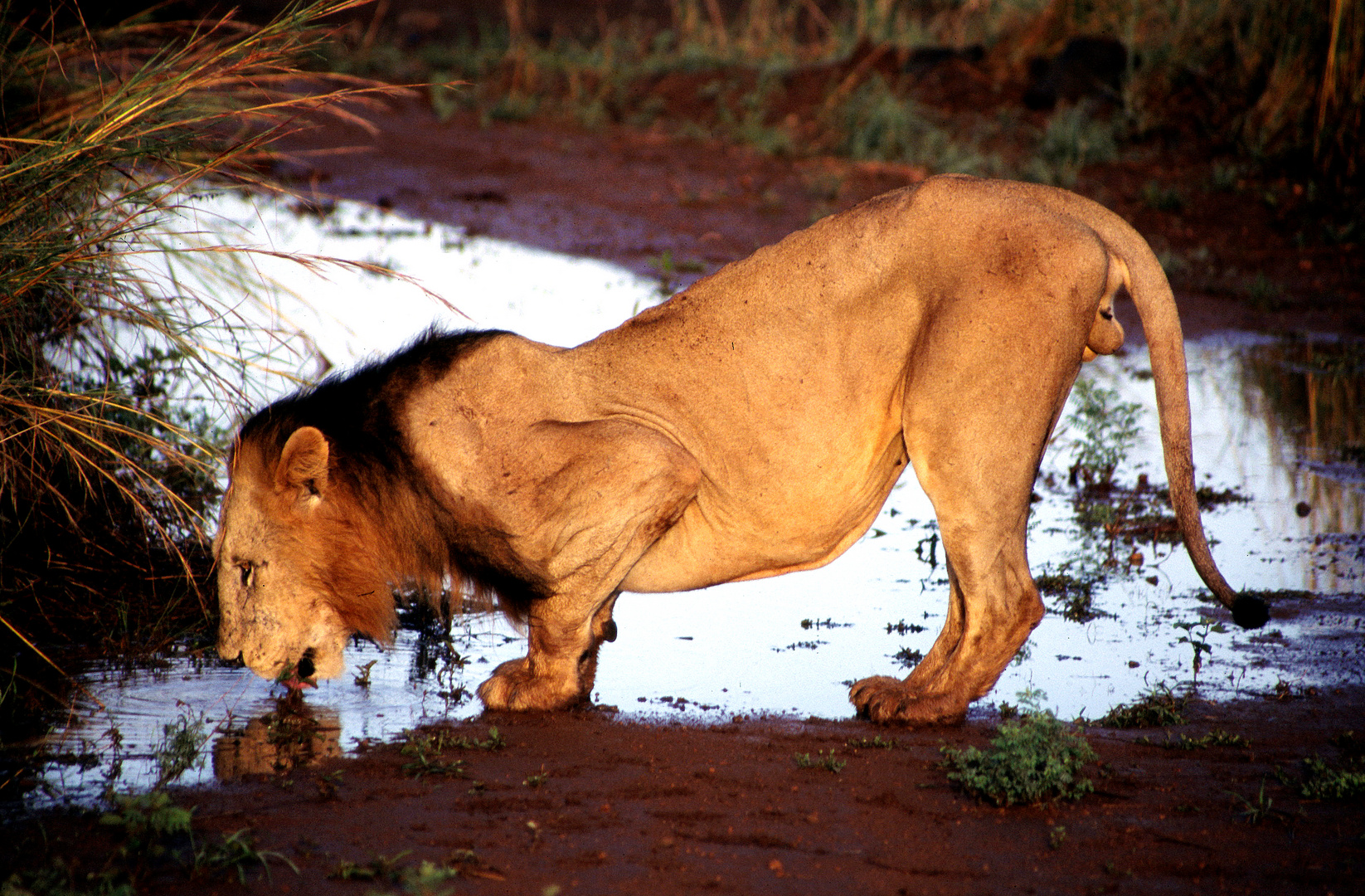 Durstiger Löwe im Morgenlicht