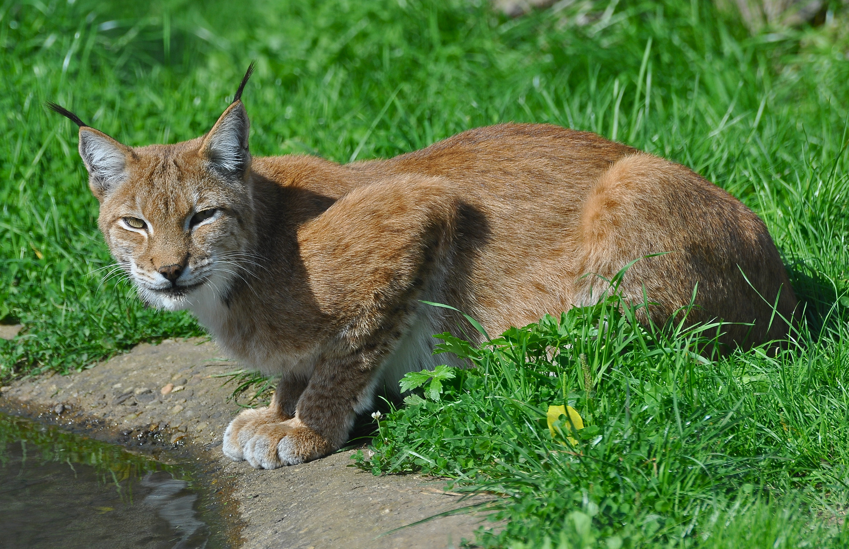 Durstiger Luchs