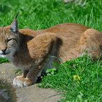 Durstiger Luchs