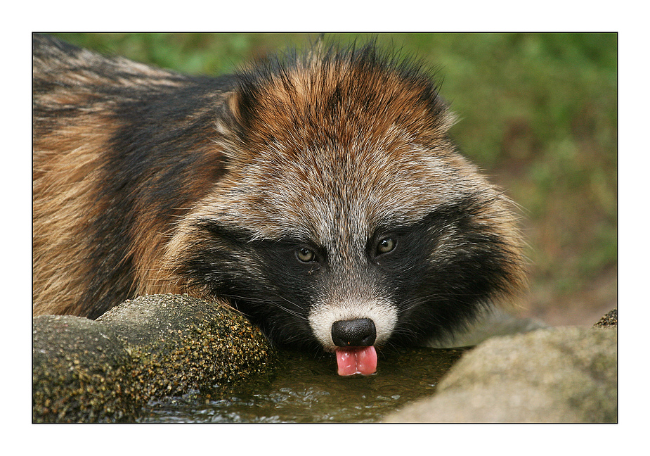 Durstiger Marderhund