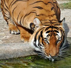 Durstiger Mietzekater