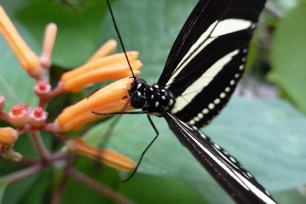 durstiger Schmetterling