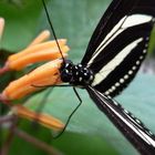 durstiger Schmetterling