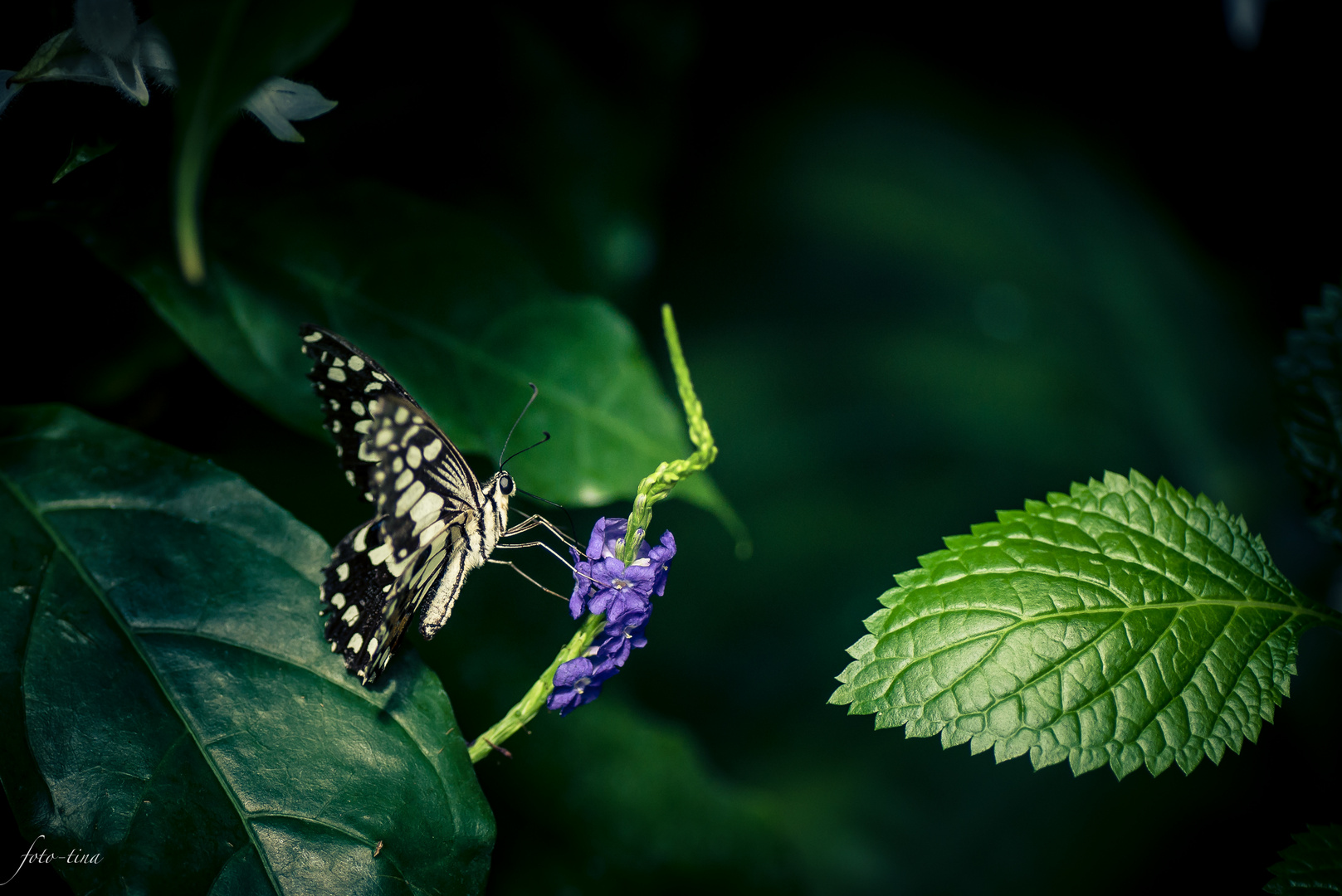 Durstiger Schmetterling