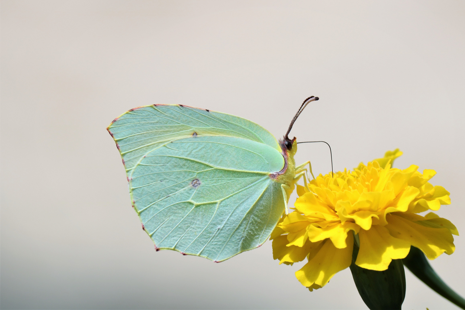 Durstiger Schmetterling