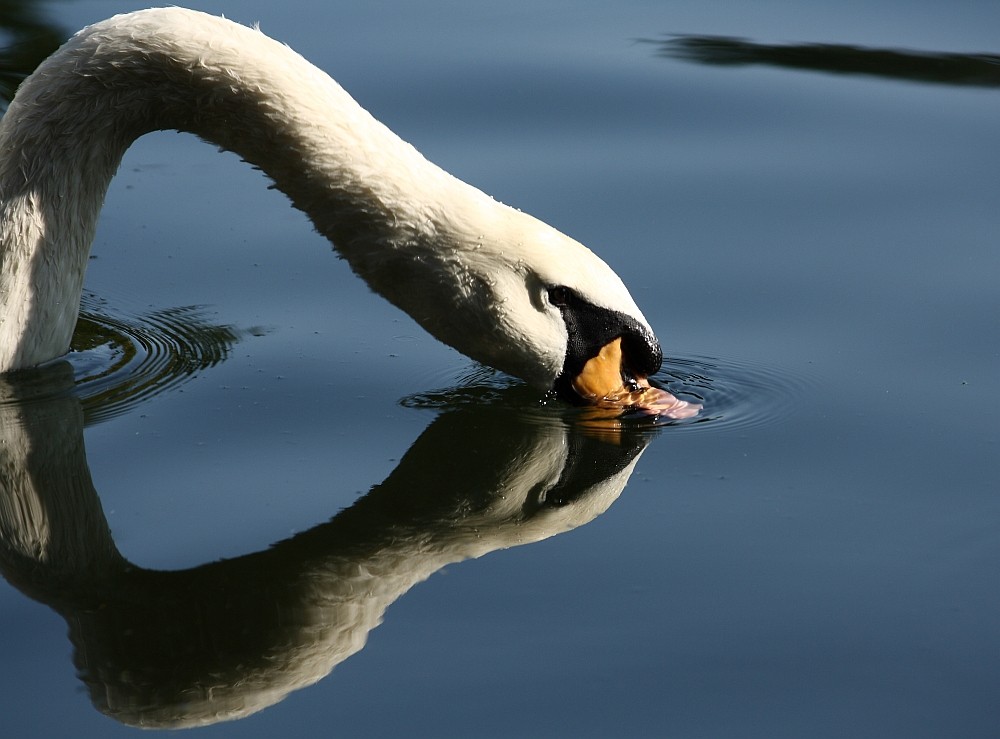 Durstiger Schwan