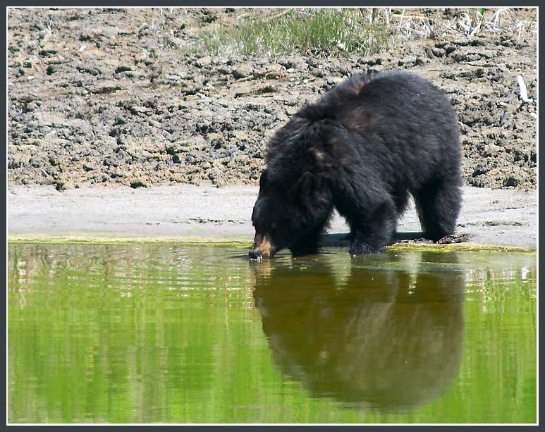 Durstiger Schwarzbär im Yellowstone