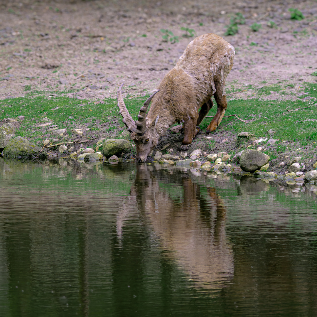 Durstiger Steinbock