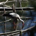 Durstiger Storch