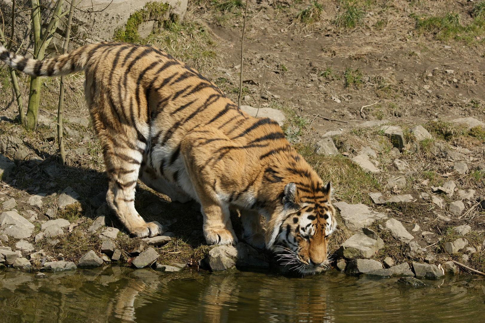 durstiger Tiger