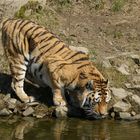 durstiger Tiger